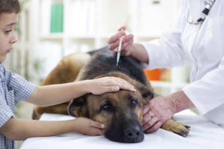 درمان سگ توسط دامپزشک